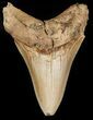 Serrated Fossil Megalodon Tooth #45822-1